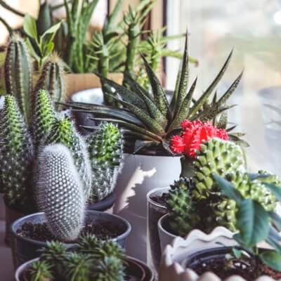 Cactus